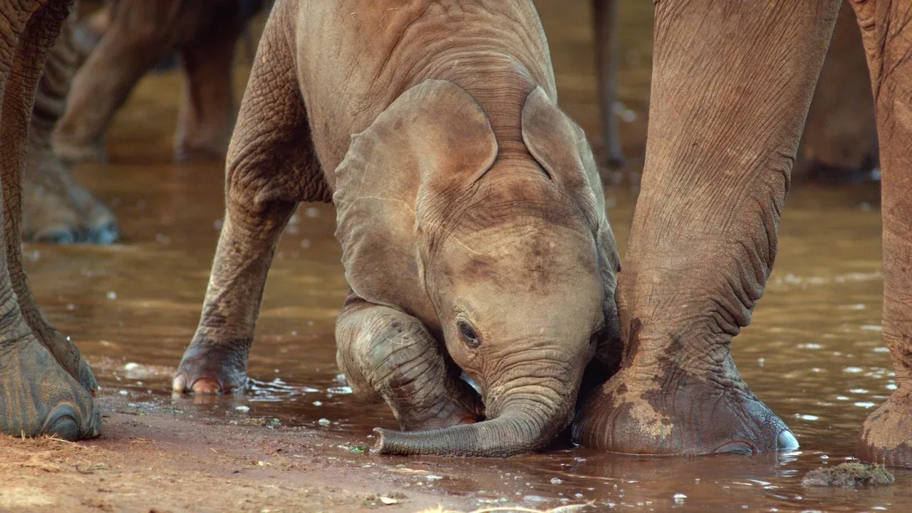 NATURE: THE TERMITE AND THE ELEPHANT artwork